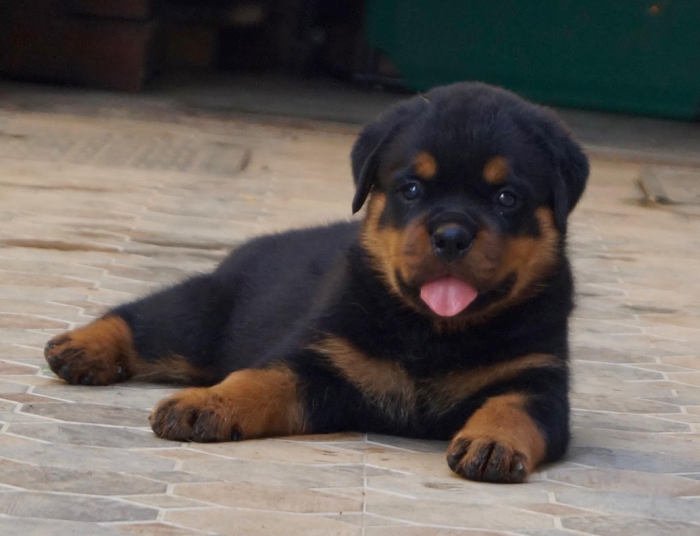 DogsIndia.com - Rottweiler - Siddharth Yadav