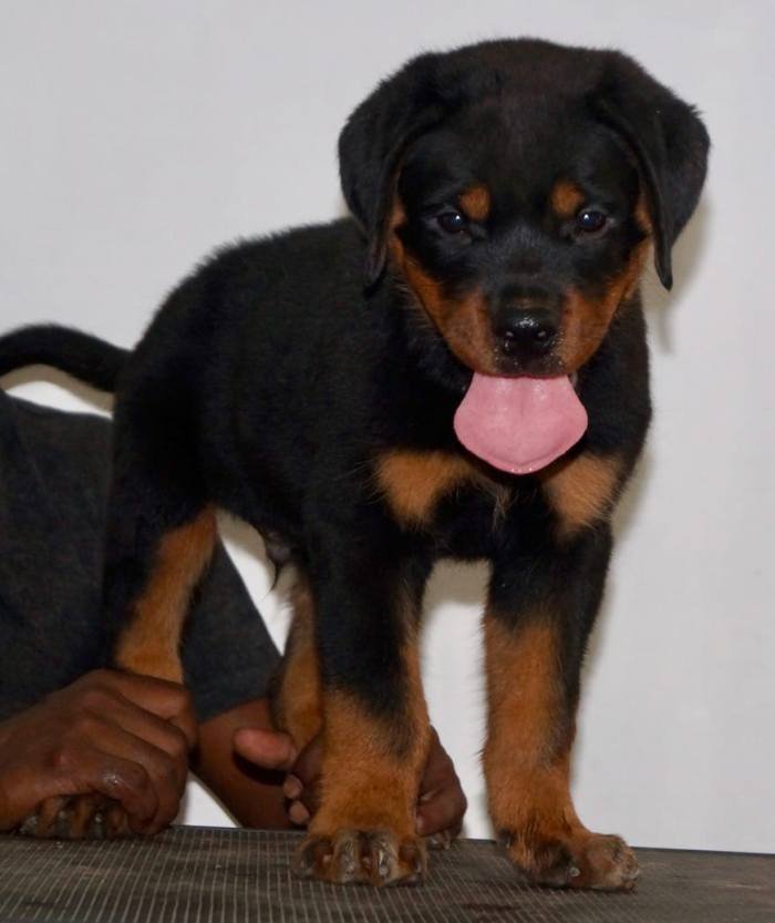 DogsIndia.com - Rottweiler - Siddharth Yadav