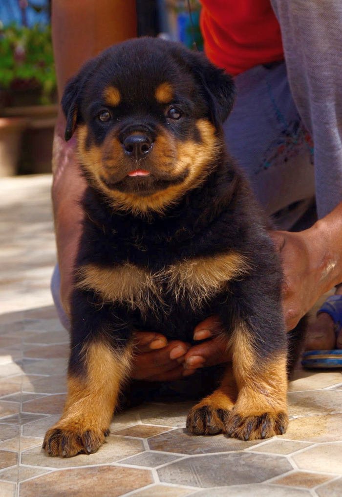DogsIndia.com - Rottweiler - Siddharth Yadav