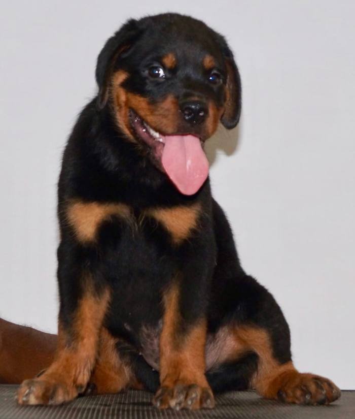 DogsIndia.com - Rottweiler - Siddharth Yadav