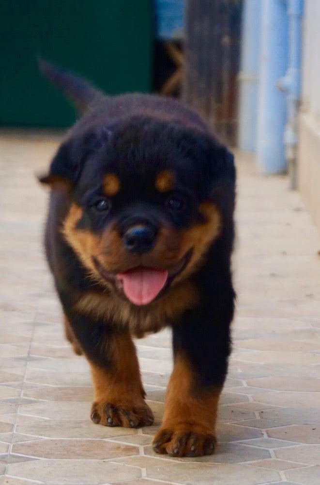 DogsIndia.com - Rottweiler - Siddharth Yadav