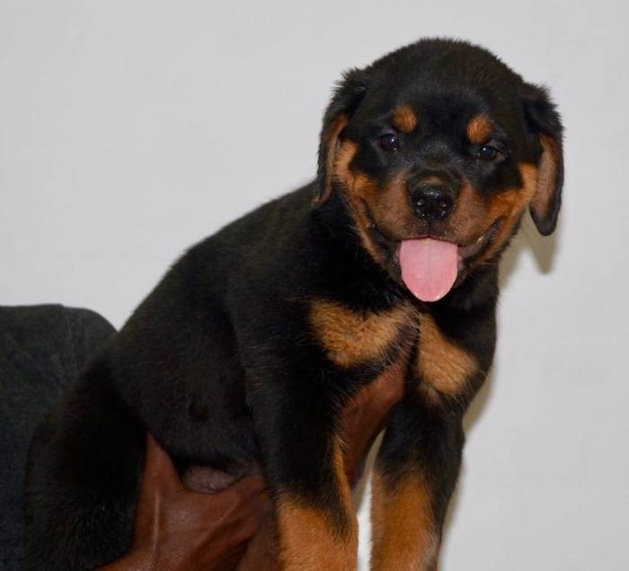 DogsIndia.com - Rottweiler - Siddharth Yadav
