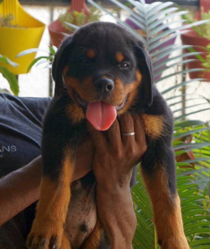 DogsIndia.com - Rottweiler - Siddharth Yadav