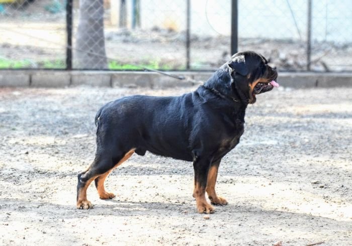 DogsIndia.com - Rottweiler - Logesh Waran - Whiteshadows