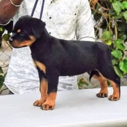 DogsIndia.com - Rottweiler - Logesh Waran - Whiteshadows