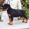 DogsIndia.com - Rottweiler - Logesh Waran - Whiteshadows