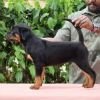 DogsIndia.com - Rottweiler - Logesh Waran - Whiteshadows