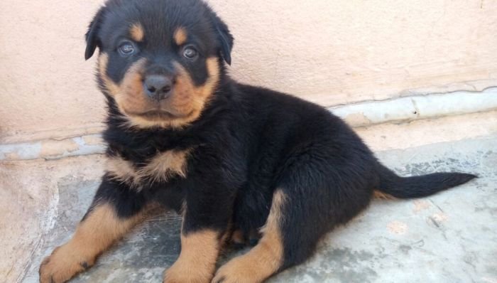 DogsIndia.com - Rottweiler - Ravi Kumar - Rosewood Kennel