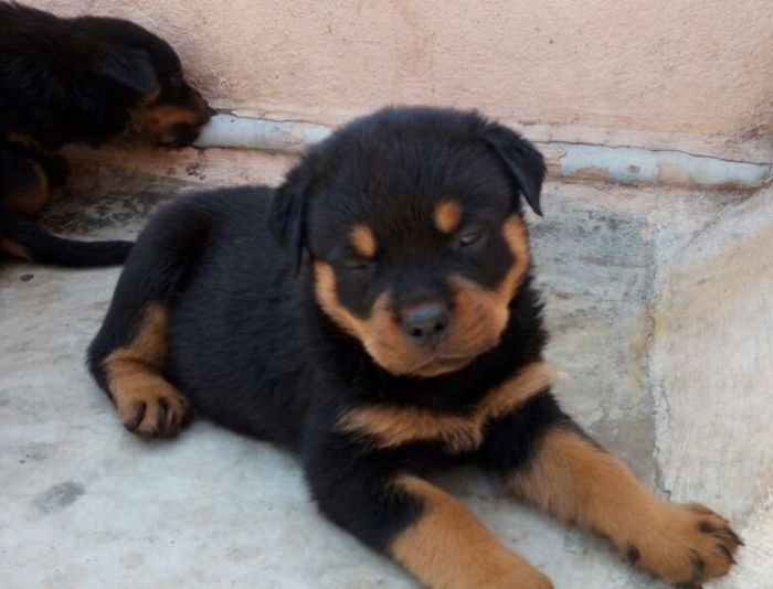 DogsIndia.com - Rottweiler - Ravi Kumar - Rosewood Kennel
