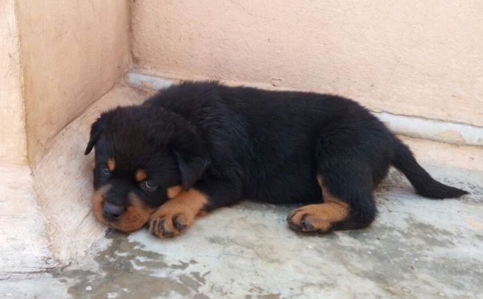 DogsIndia.com - Rottweiler - Ravi Kumar - Rosewood Kennel