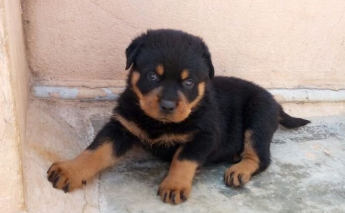 DogsIndia.com - Rottweiler - Ravi Kumar - Rosewood Kennel