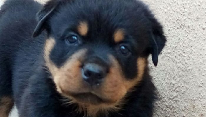 DogsIndia.com - Rottweiler - Ravi Kumar - Rosewood Kennel