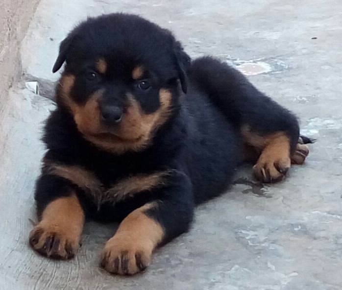 DogsIndia.com - Rottweiler - Ravi Kumar - Rosewood Kennel