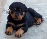 DogsIndia.com - Rottweiler - Ravi Kumar - Rosewood Kennel