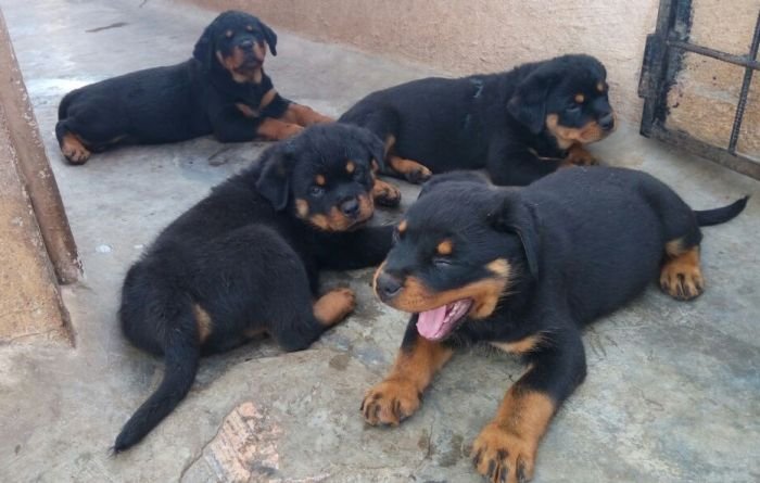 DogsIndia.com - Rottweiler - Ravi Kumar - Rosewood Kennel