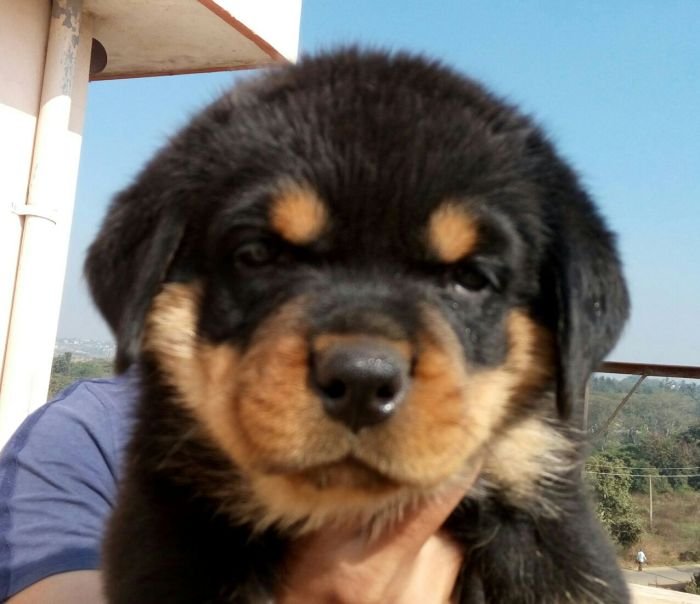 DogsIndia.com - Rottweiler - Ravi Kumar - Rosewood Kennel