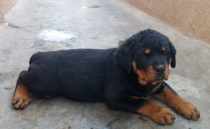DogsIndia.com - Rottweiler - Ravi Kumar - Rosewood Kennel