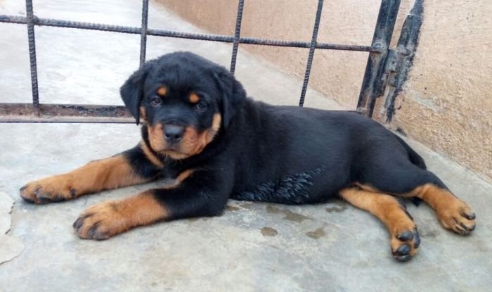 DogsIndia.com - Rottweiler - Ravi Kumar - Rosewood Kennel