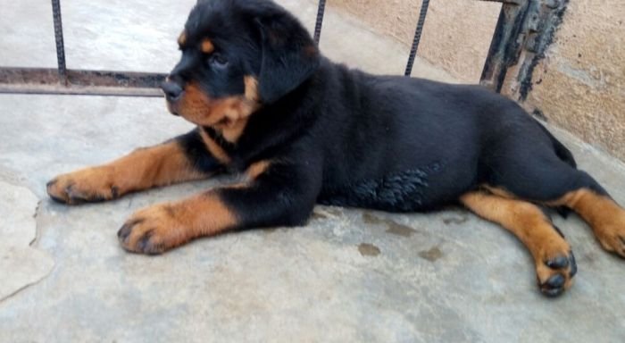 DogsIndia.com - Rottweiler - Ravi Kumar - Rosewood Kennel
