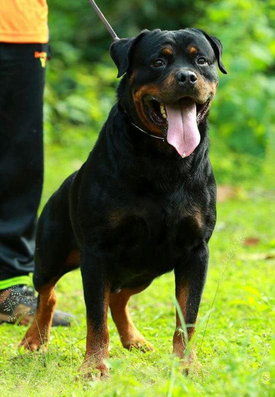 DogsIndia.com - Rottweiler - Ravi Kumar - Rosewood Kennel