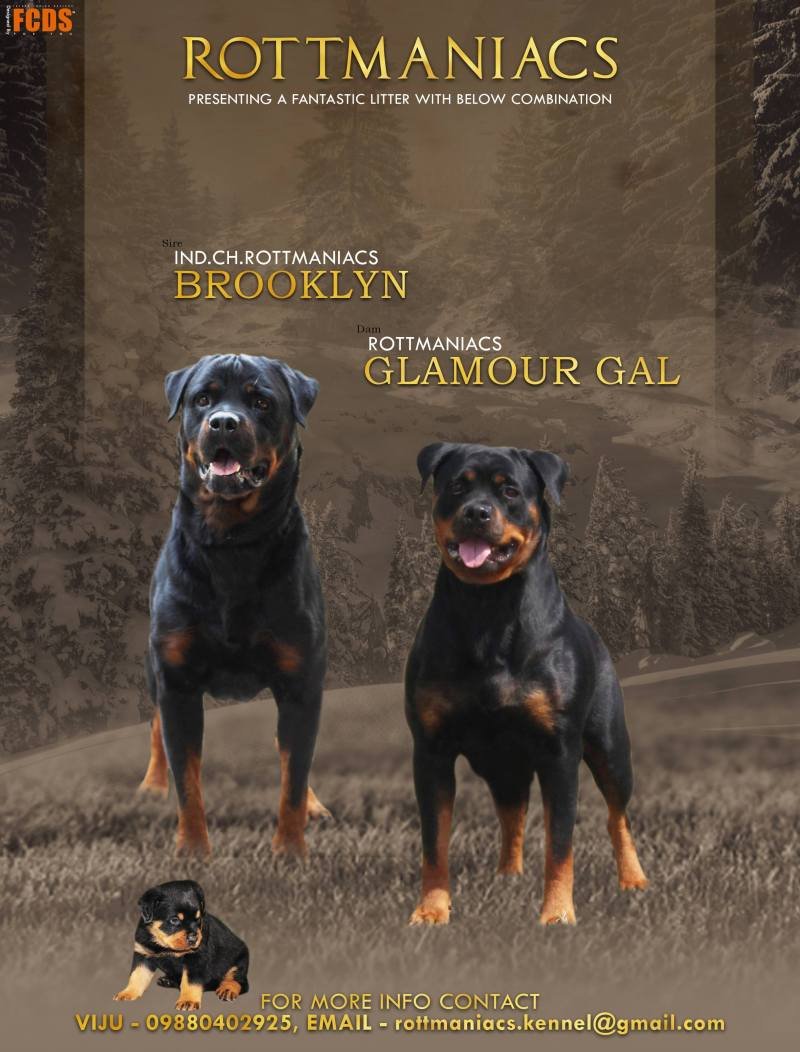 DogsIndia.com - Rottweiler - Rottmaniacs Kennel