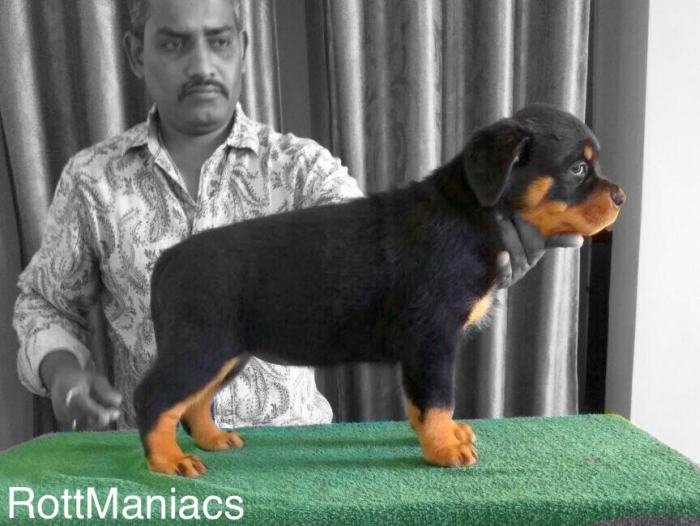 DogsIndia.com - Rottweiler - Rottmaniacs Kennel