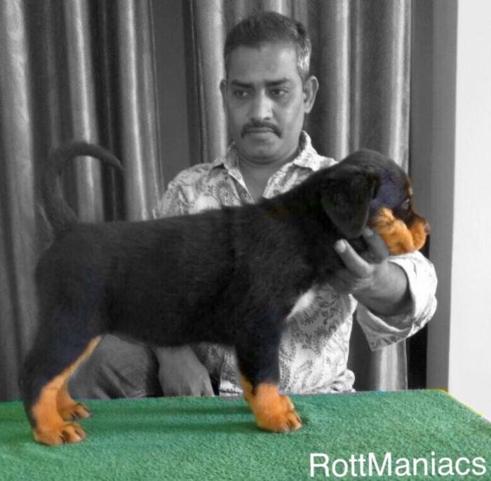DogsIndia.com - Rottweiler - Rottmaniacs Kennel