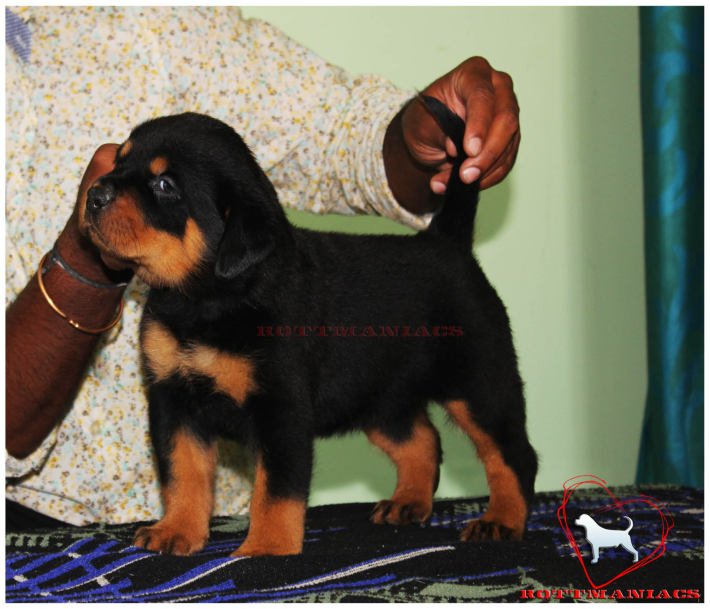 DogsIndia.com - Rottweiler - Rottmaniacs Kennel