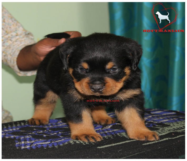 DogsIndia.com - Rottweiler - Rottmaniacs Kennel