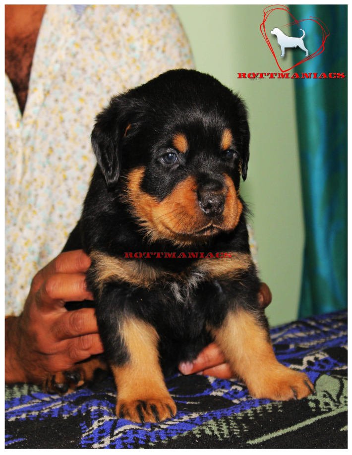 DogsIndia.com - Rottweiler - Rottmaniacs Kennel