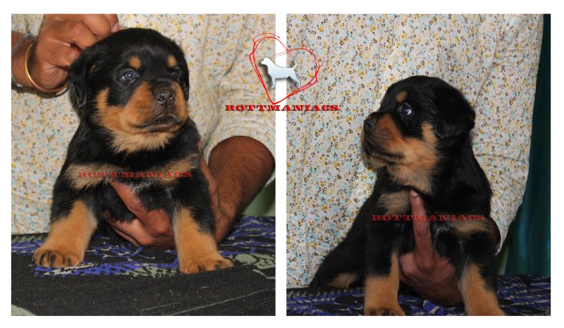 DogsIndia.com - Rottweiler - Rottmaniacs Kennel