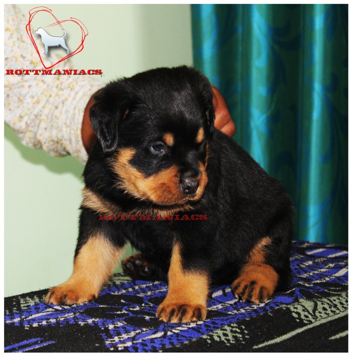 DogsIndia.com - Rottweiler - Rottmaniacs Kennel