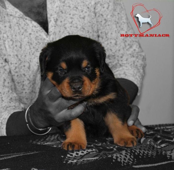 DogsIndia.com - Rottweiler - Rottmaniacs Kennel
