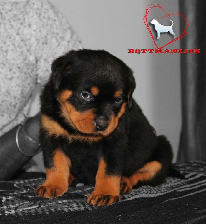 DogsIndia.com - Rottweiler - Rottmaniacs Kennel