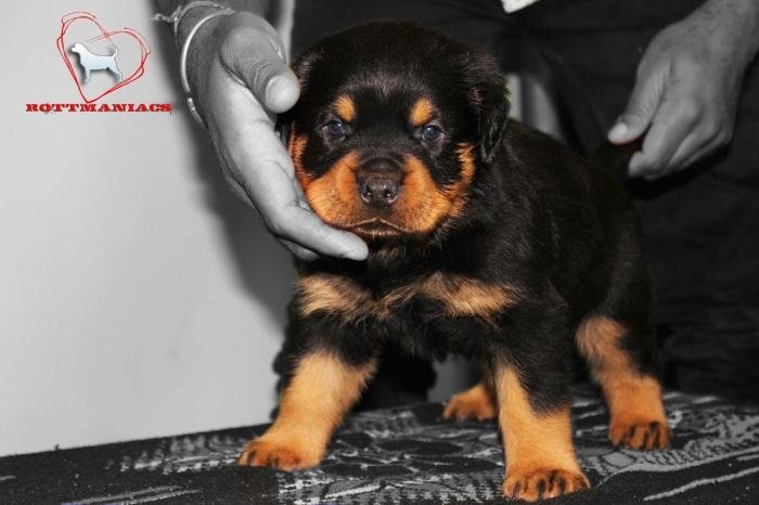 DogsIndia.com - Rottweiler - Rottmaniacs Kennel