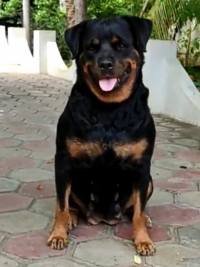 DogsIndia.com - Rottweiler - Dr. Sai Gokull Raj