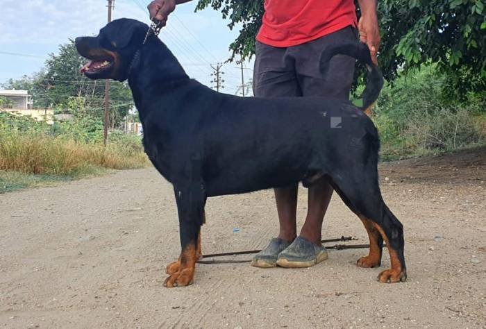 DogsIndia.com - Rottweiler - Dr. Sai Gokull Raj