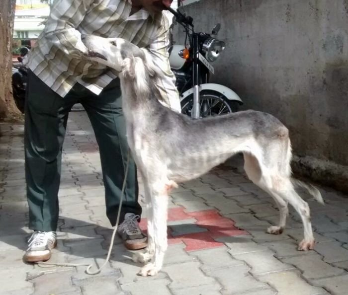 DogsIndia.com - Saluki - Attila's Kennel