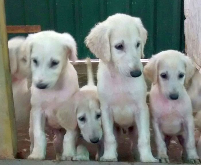 DogsIndia.com - Saluki - Attila's Kennel