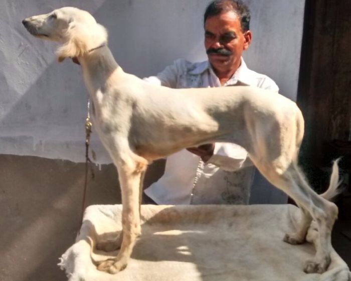 DogsIndia.com - Saluki - Attila's Kennel