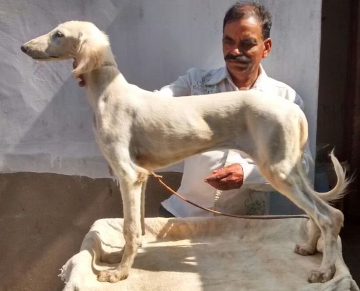 DogsIndia.com - Saluki - Attila's Kennel