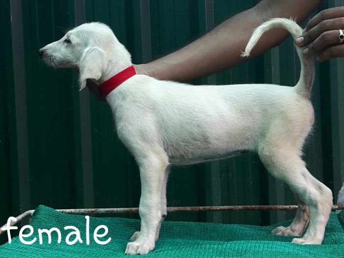 DogsIndia.com - Saluki - Attila's Kennel