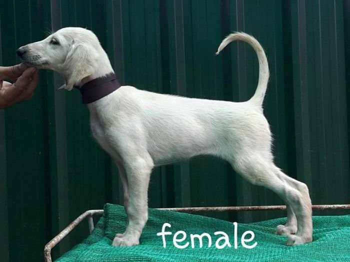DogsIndia.com - Saluki - Attila's Kennel