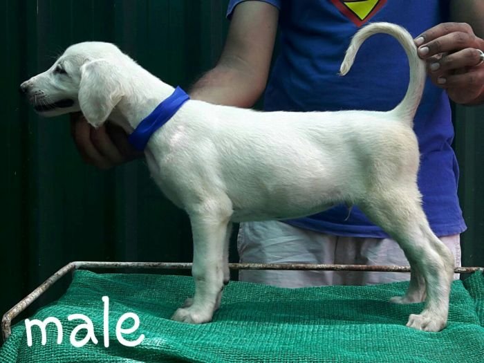 DogsIndia.com - Saluki - Attila's Kennel