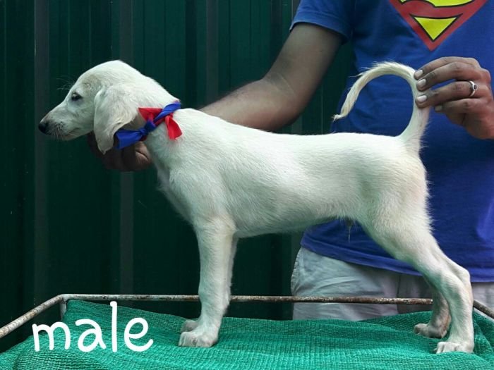 DogsIndia.com - Saluki - Attila's Kennel