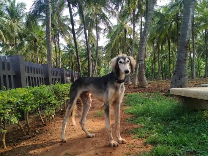 DogsIndia.com - Saluki - JeniRich Kennels - John