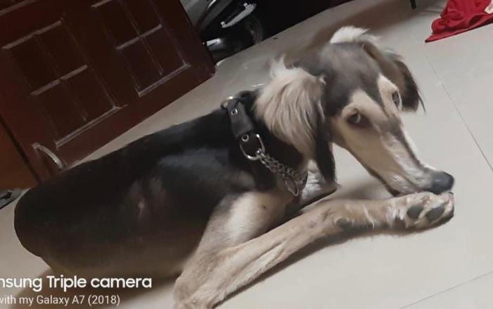 DogsIndia.com - Saluki - JeniRich Kennels - John
