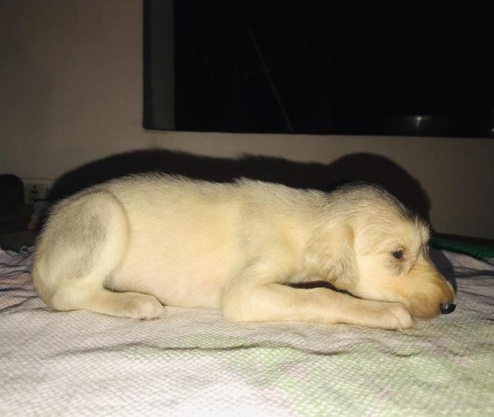 DogsIndia.com - Saluki - JeniRich Kennels - John