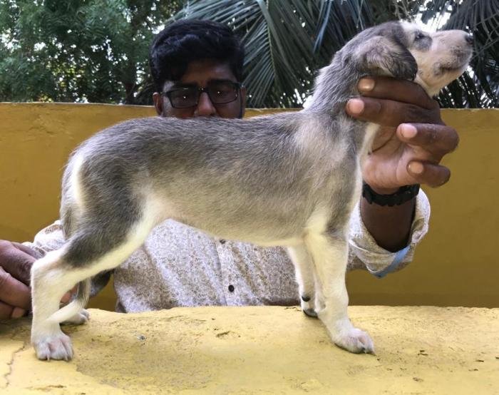 DogsIndia.com - Saluki - JeniRich Kennels - John