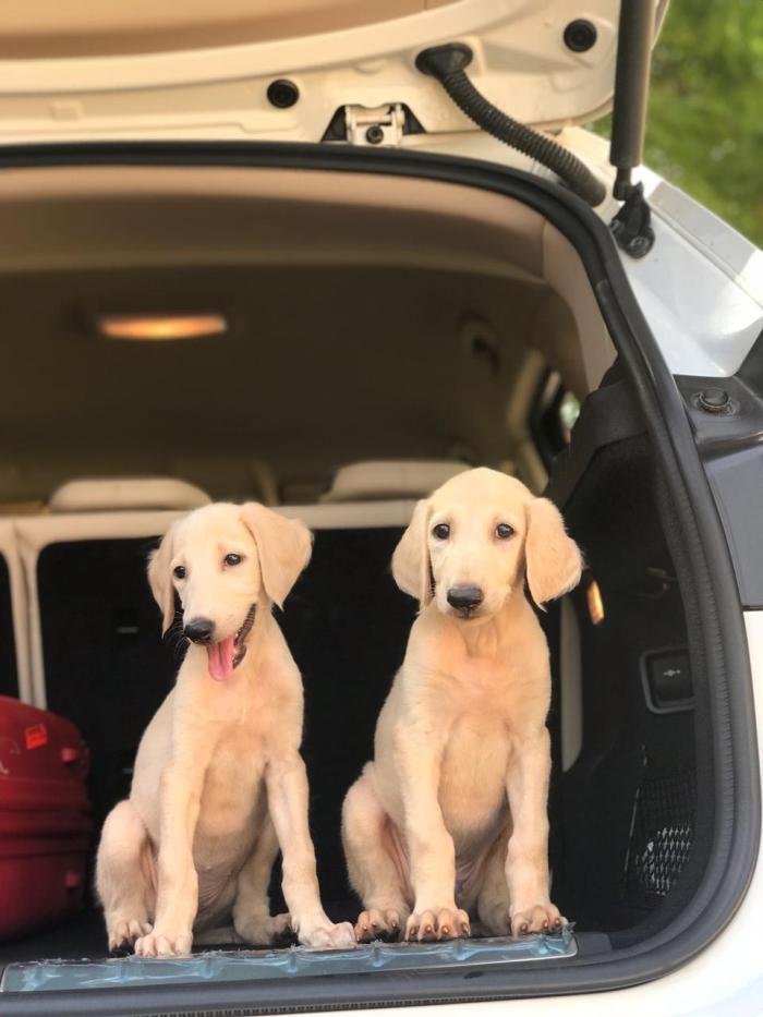 DogsIndia.com - Saluki - JeniRich Kennels - John